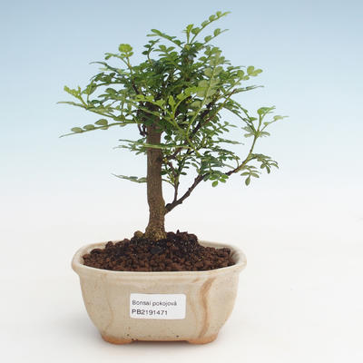 Pokojová bonsai - Zantoxylum piperitum - Pepřovník PB2191471 - 1