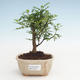 Pokojová bonsai - Zantoxylum piperitum - Pepřovník PB2191471 - 1/4