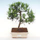 Pokojová bonsai-Podocarpus- kamenný tis - 1/4