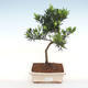 Pokojová bonsai-Podocarpus- kamenný tis - 1/4