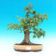 Venkovní bonsai -Javor dlanitolistý VB1479 - 1/2