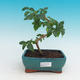 Pokojová bonsai-Lanthana camara-Libora proměnlivá - 1/2