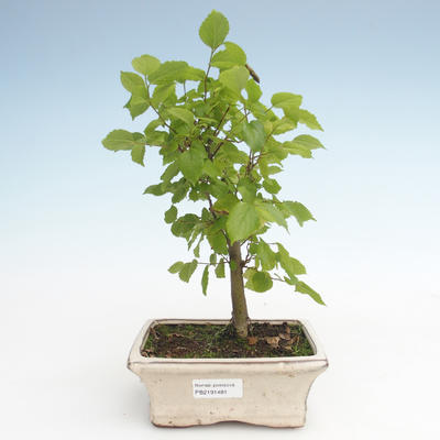 Pokojová bonsai - Celtis chinensis - břestovec PB2191481