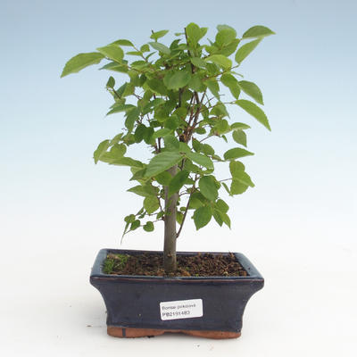 Pokojová bonsai - Celtis chinensis - břestovec PB2191483