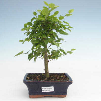 Pokojová bonsai - Celtis chinensis - břestovec PB2191485