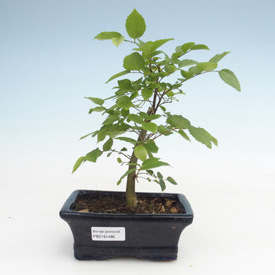 Pokojová bonsai - Celtis chinensis - břestovec PB2191486