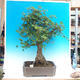 Venkovní bonsai -Javor babyka  VB1488 - 1/2
