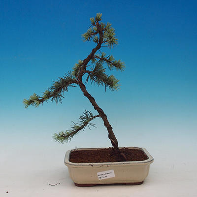 Venkovní bonsai -Cedr libanonský VB13149 - 1