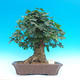 Venkovní bonsai -Javor babyka  VB1490 - 1/2