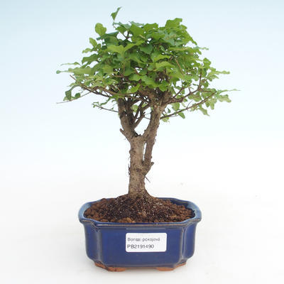 Pokojová bonsai -Ligustrum chinensis - Ptačí zob PB2191490 - 1
