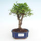 Pokojová bonsai -Ligustrum chinensis - Ptačí zob PB2191490 - 1/3