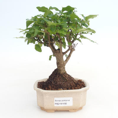 Pokojová bonsai -Ligustrum chinensis - Ptačí zob PB2191492 - 1