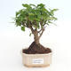 Pokojová bonsai -Ligustrum chinensis - Ptačí zob PB2191492 - 1/3