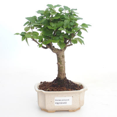 Pokojová bonsai -Ligustrum chinensis - Ptačí zob PB2191493 - 1