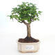 Pokojová bonsai -Ligustrum chinensis - Ptačí zob PB2191493 - 1/3