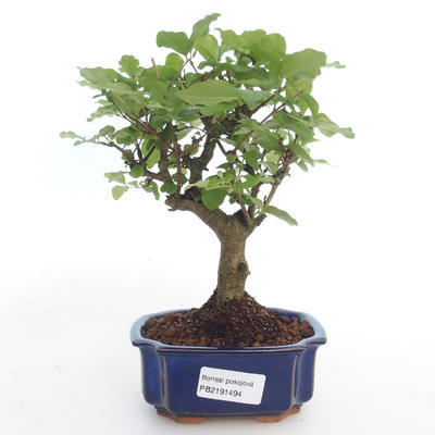 Pokojová bonsai -Ligustrum chinensis - Ptačí zob PB2191494 - 1
