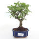 Pokojová bonsai -Ligustrum chinensis - Ptačí zob PB2191494 - 1/3