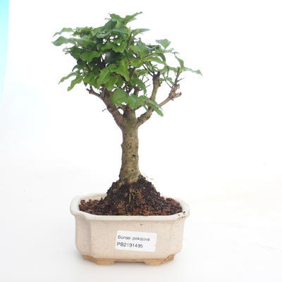 Pokojová bonsai -Ligustrum chinensis - Ptačí zob PB2191495 - 1