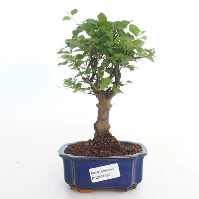 Pokojová bonsai -Ligustrum chinensis - Ptačí zob PB2191497 - 1