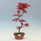 Venkovní bonsai - Javor palmatum DESHOJO - Javor dlanitolistý - 1/2