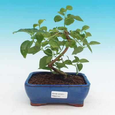 Pokojová bonsai-Lanthana camara-Libora proměnlivá - 1