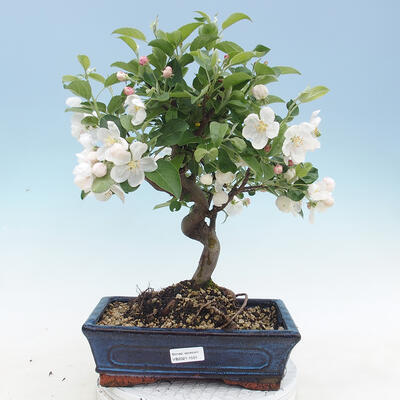 Venkovní bonsai - Malus halliana -  Maloplodá jabloň - 1