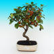 Venkovní bonsai -Malus halliana Maloplodá jabloň - 1/4