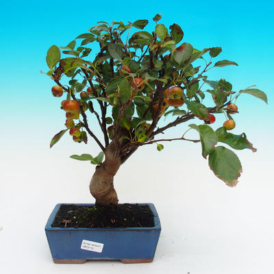 Venkovní bonsai -Malus halliana Maloplodá jabloň - 1