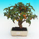 Venkovní bonsai -Malus halliana Maloplodá jabloň - 1/4