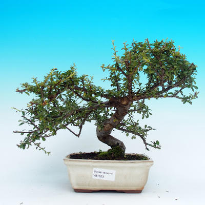 Venkovní bonsai - Cotoneaster - skalník - 1