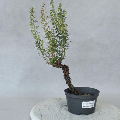 Venkovní bonsai - Saturejka horská - Satureja montana - 1