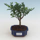 Pokojová bonsai - Zantoxylum piperitum - pepřovník PB2191524 - 1/5