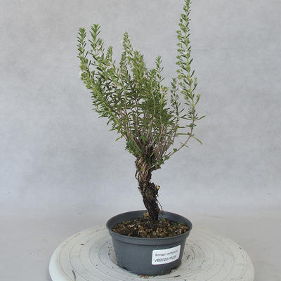 Venkovní bonsai - Saturejka horská - Satureja montana - 1