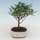 Pokojová bonsai - Zantoxylum piperitum - pepřovník PB2191527 - 1/5