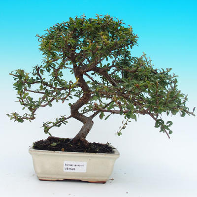 Venkovní bonsai - Cotoneaster - skalník - 1