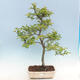 Venkovní bonsai - Malus sp. -  Maloplodá jabloň - 1/7