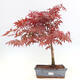 Venkovní bonsai - Acer palm. Atropurpureum-Javor dlanitolistý - 1/7