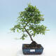 Venkovní bonsai - Malus sp. -  Maloplodá jabloň - 1/6