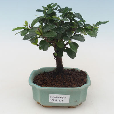 Pokojová bonsai - Carmona macrophylla - Čaj fuki PB2191533 - 1