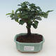 Pokojová bonsai - Carmona macrophylla - Čaj fuki PB2191533 - 1/5