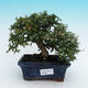 Venkovní bonsai - Cotoneaster - skalník - 1/2