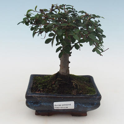 Pokojová bonsai-Ulmus Parvifolia-Malolistý jilm PB2191538
