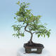Venkovní bonsai - Malus sp. -  Maloplodá jabloň - 1/7