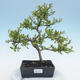 Venkovní bonsai - Malus sp. -  Maloplodá jabloň - 1/6