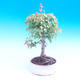 Venkovní bonsai - Javor Buergerianum - Javor Burgerův - 1/2