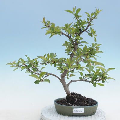 Venkovní bonsai - Malus sp. -  Maloplodá jabloň - 1