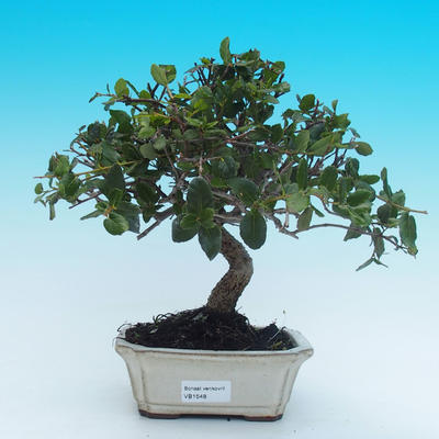 venkovní bonsai Quercus suber - Korkový dub - 1