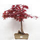 Venkovní bonsai - Acer palmatum Atropurpureum - Javor dlanitolistý červený - 1/7