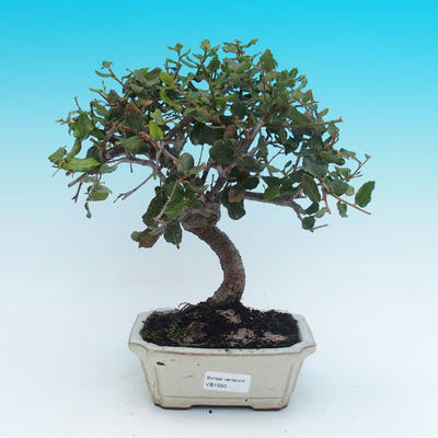 venkovní bonsai Quercus suber - Korkový dub - 1