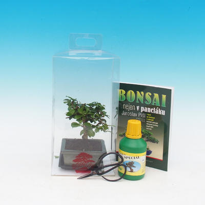 Pokojová bonsai v dárkové krabičce, Carmona microphylla - Čaj fuki